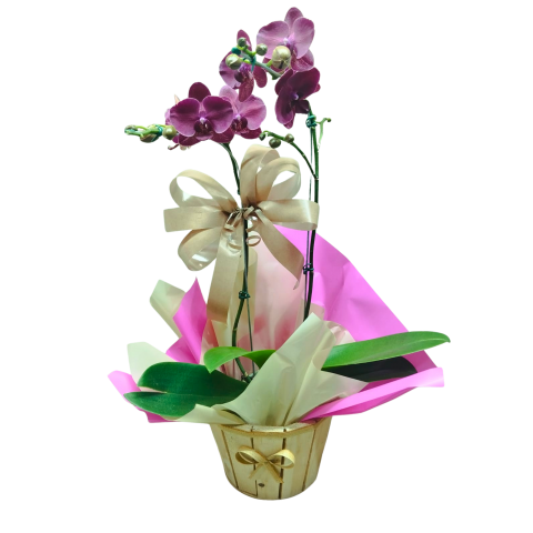 Orquídea Phalaenopsis 2 Hastes Pote 15 - Cor variada