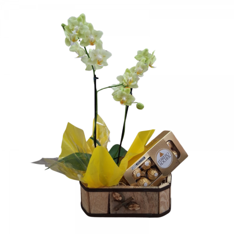 Mini Orquídea 2 Hastes Pote 9 "Cor variada" + Chocolate (na Tina)