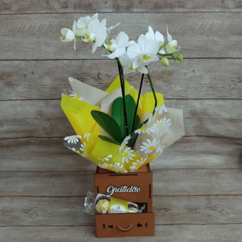 Mini Orquídea Gratidão c/ 2 Hastes Pote 9 - Cor Variada + Chocolate